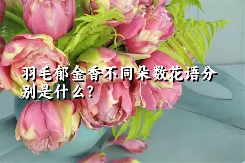 羽毛郁金香不同朵数花语分别是什么？