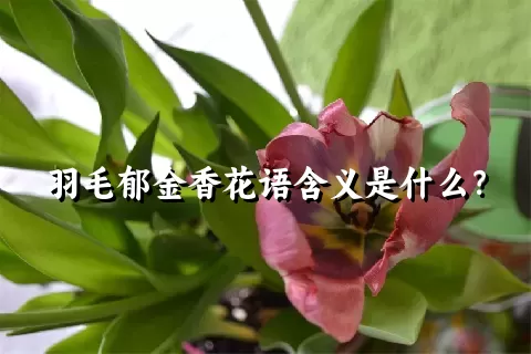 羽毛郁金香花语含义是什么？