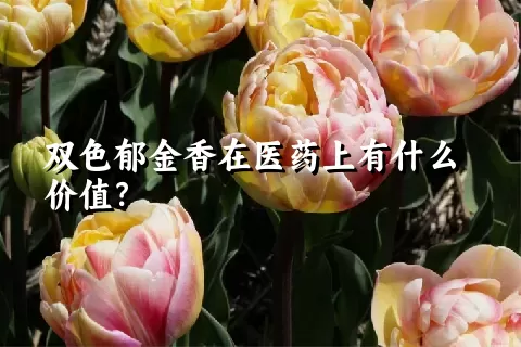 双色郁金香在医药上有什么价值？