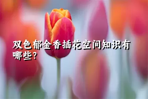 双色郁金香插花空间知识有哪些？