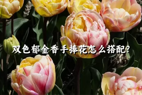 双色郁金香手捧花怎么搭配？