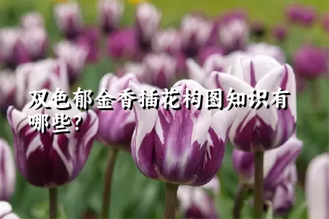 双色郁金香插花构图知识有哪些？