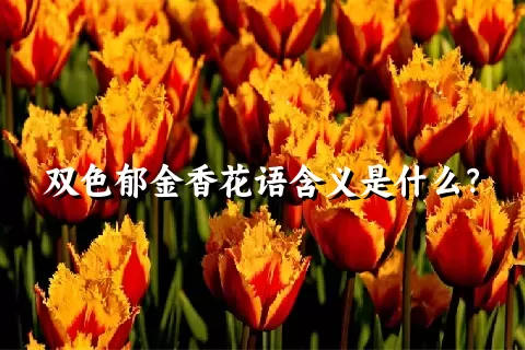 双色郁金香花语含义是什么？