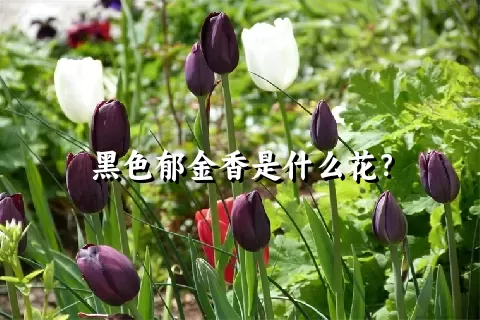 黑色郁金香是什么花？