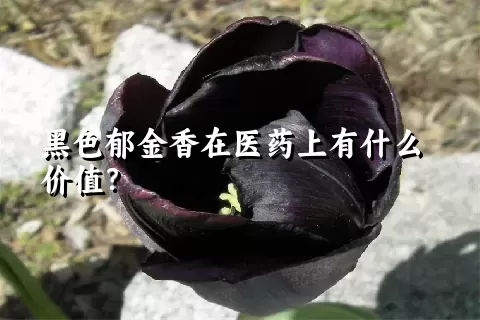 黑色郁金香在医药上有什么价值？