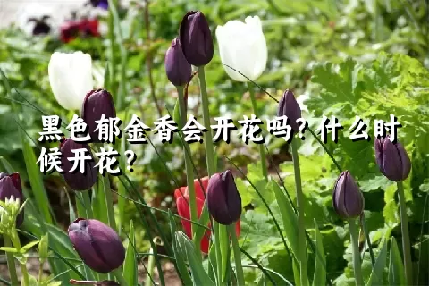 黑色郁金香会开花吗？什么时候开花？