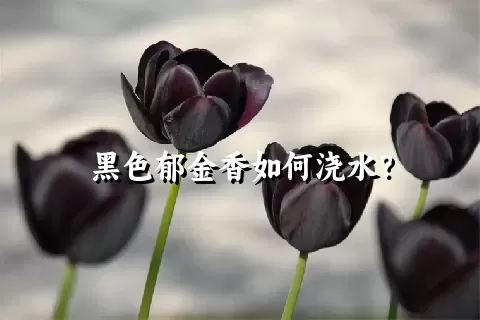 黑色郁金香如何浇水？