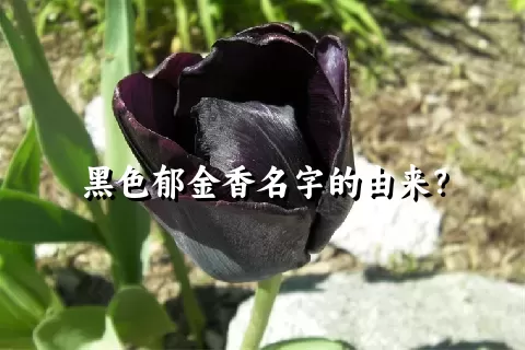 黑色郁金香名字的由来？