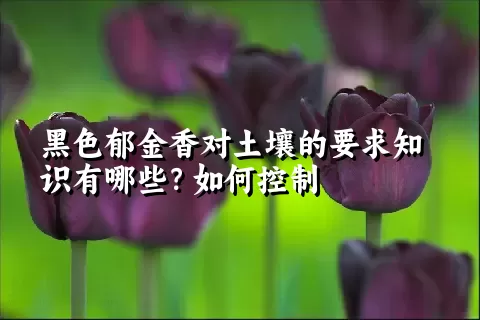 黑色郁金香对土壤的要求知识有哪些？如何控制