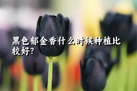 黑色郁金香什么时候种植比较好？