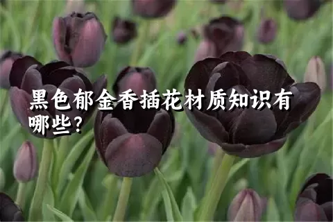 黑色郁金香插花材质知识有哪些？