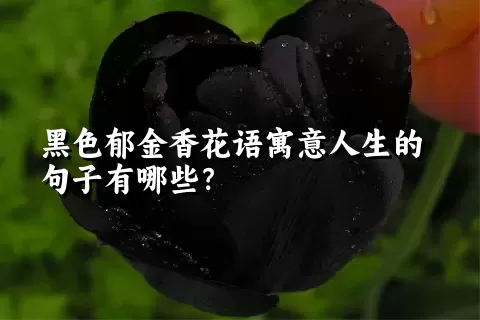 黑色郁金香花语寓意人生的句子有哪些？