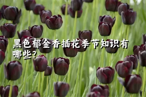 黑色郁金香插花季节知识有哪些？