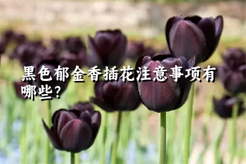 黑色郁金香插花注意事项有哪些？