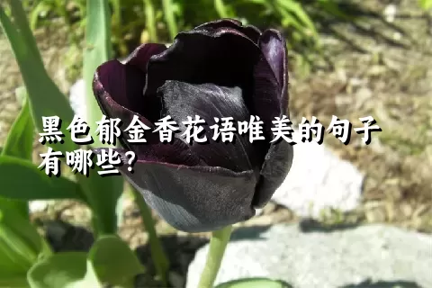 黑色郁金香花语唯美的句子有哪些？