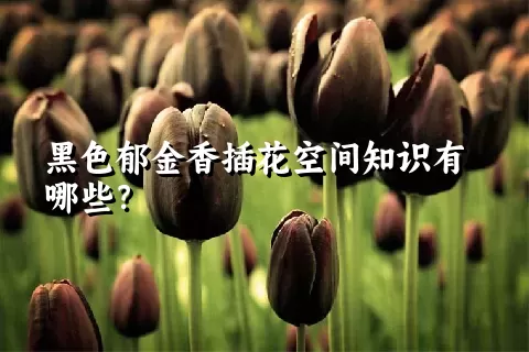 黑色郁金香插花空间知识有哪些？