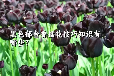 黑色郁金香插花技巧知识有哪些？