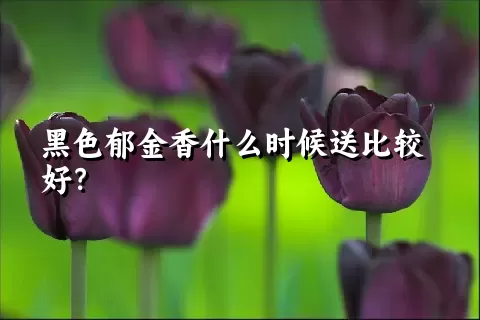 黑色郁金香什么时候送比较好？