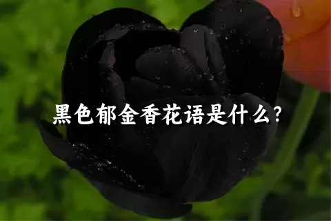 黑色郁金香花语是什么？