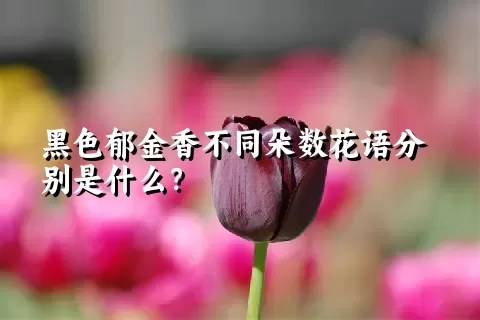 黑色郁金香不同朵数花语分别是什么？