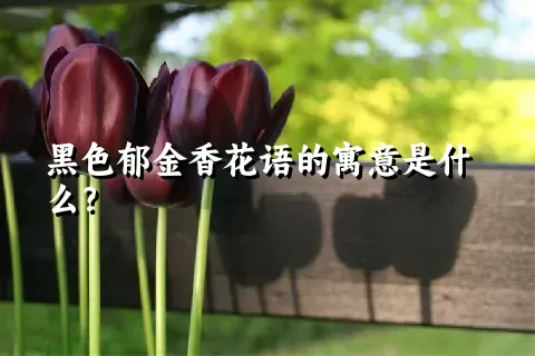 黑色郁金香花语的寓意是什么？