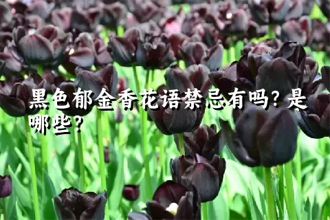 黑色郁金香花语禁忌有吗？是哪些？