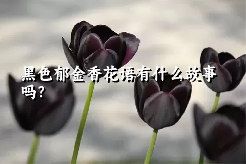 黑色郁金香花语有什么故事吗？