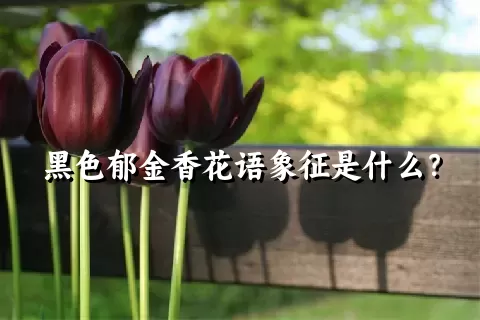 黑色郁金香花语象征是什么？