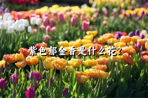 紫色郁金香是什么花？