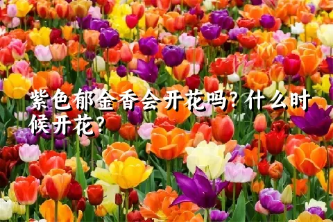 紫色郁金香会开花吗？什么时候开花？