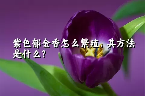 紫色郁金香怎么繁殖，其方法是什么？