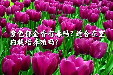 紫色郁金香有毒吗？适合在室内栽培养殖吗？