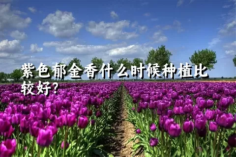 紫色郁金香什么时候种植比较好？