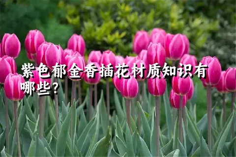 紫色郁金香插花材质知识有哪些？