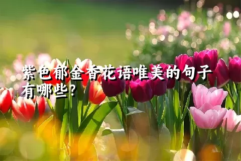 紫色郁金香花语唯美的句子有哪些？