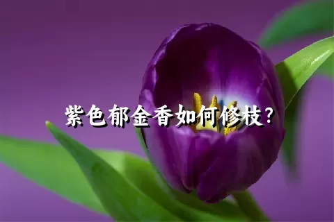 紫色郁金香如何修枝？