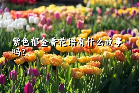 紫色郁金香花语有什么故事吗？