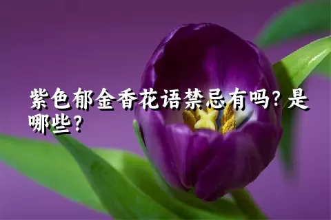 紫色郁金香花语禁忌有吗？是哪些？