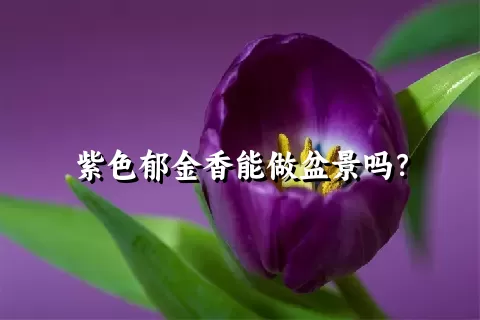 紫色郁金香能做盆景吗？