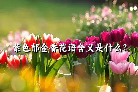 紫色郁金香花语含义是什么？