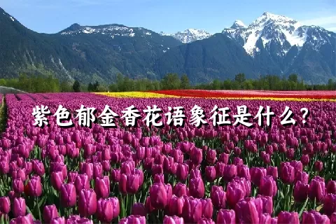 紫色郁金香花语象征是什么？