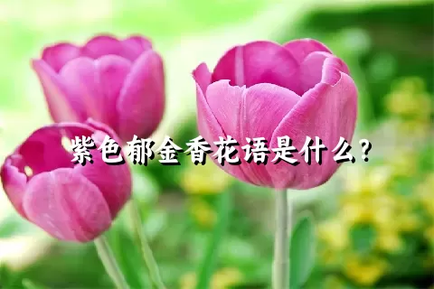 紫色郁金香花语是什么？