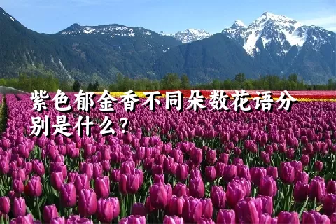 紫色郁金香不同朵数花语分别是什么？