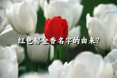 红色郁金香名字的由来？