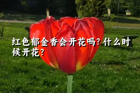 红色郁金香会开花吗？什么时候开花？