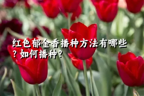 红色郁金香播种方法有哪些？如何播种？