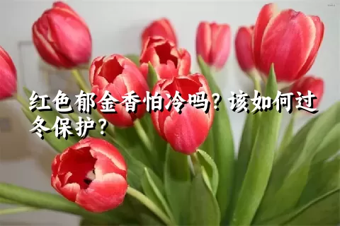 红色郁金香怕冷吗？该如何过冬保护？