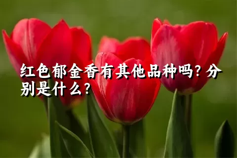 红色郁金香有其他品种吗？分别是什么？