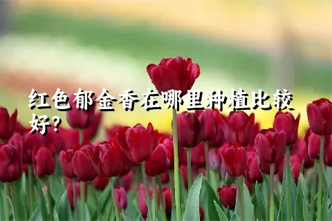 红色郁金香在哪里种植比较好？