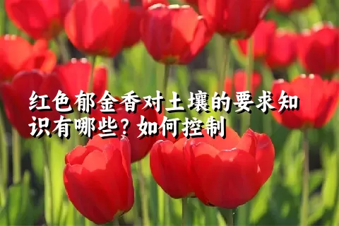 红色郁金香对土壤的要求知识有哪些？如何控制